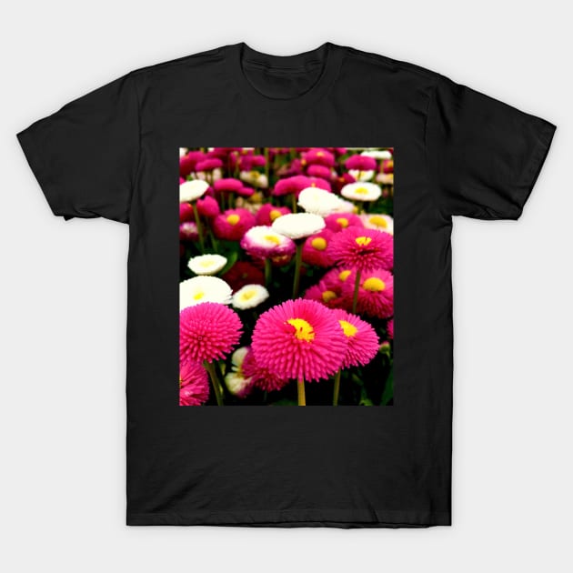 Pretty Pink and White Daisies T-Shirt by KaSaPo